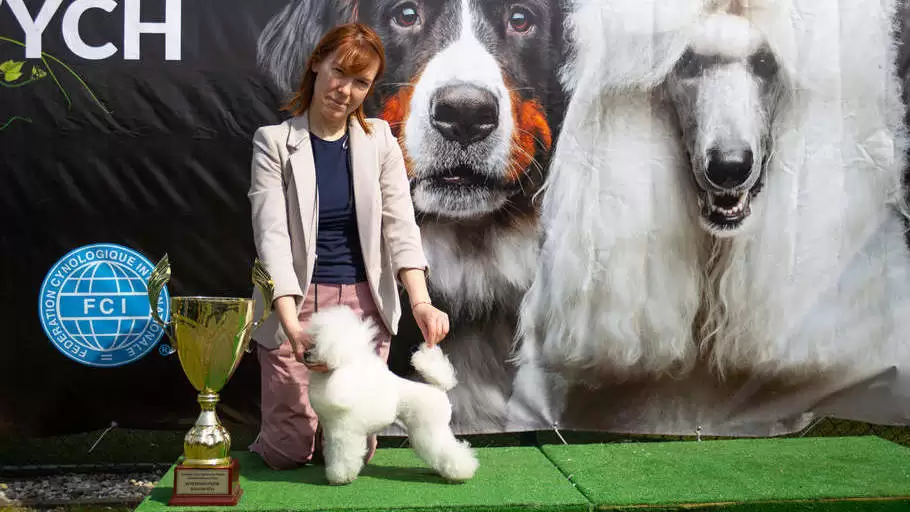 Show Preparation grooming photo in Szczecin