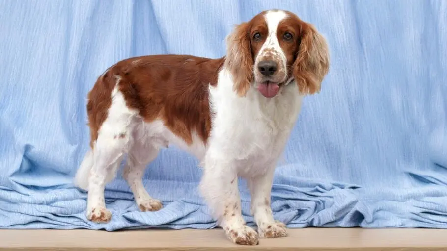 Creative Grooming grooming photo in Szczecin