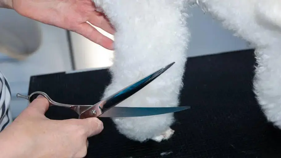 Ear & Eye Care grooming photo in Szczecin