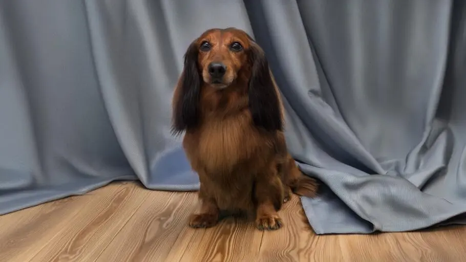 Dachshund grooming photo in Szczecin