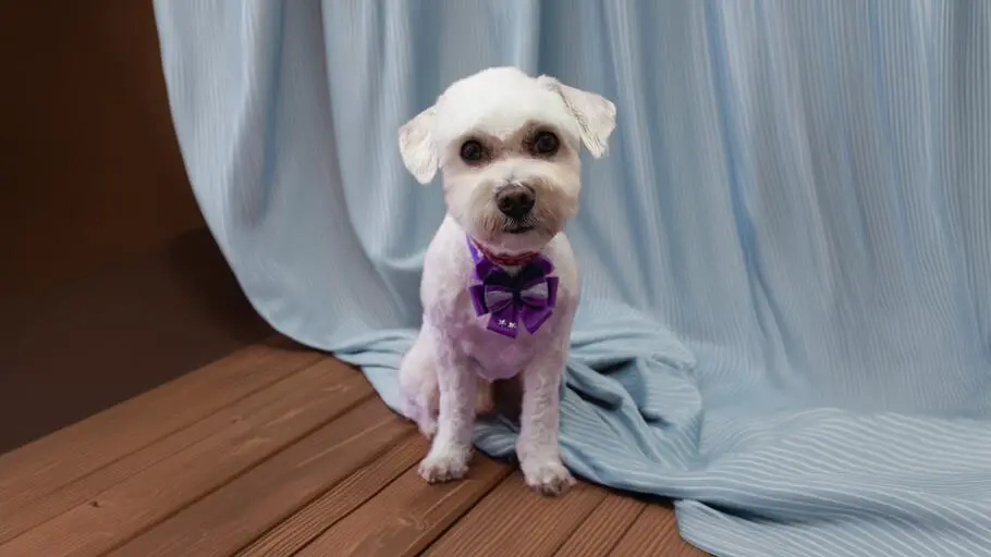 Maltese grooming photo in Szczecin