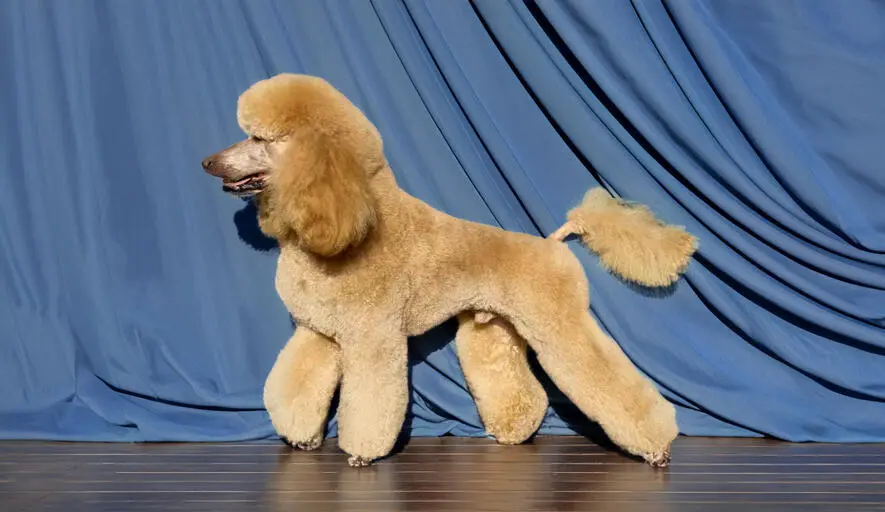 Large Poodle (Standard) grooming photo in Szczecin