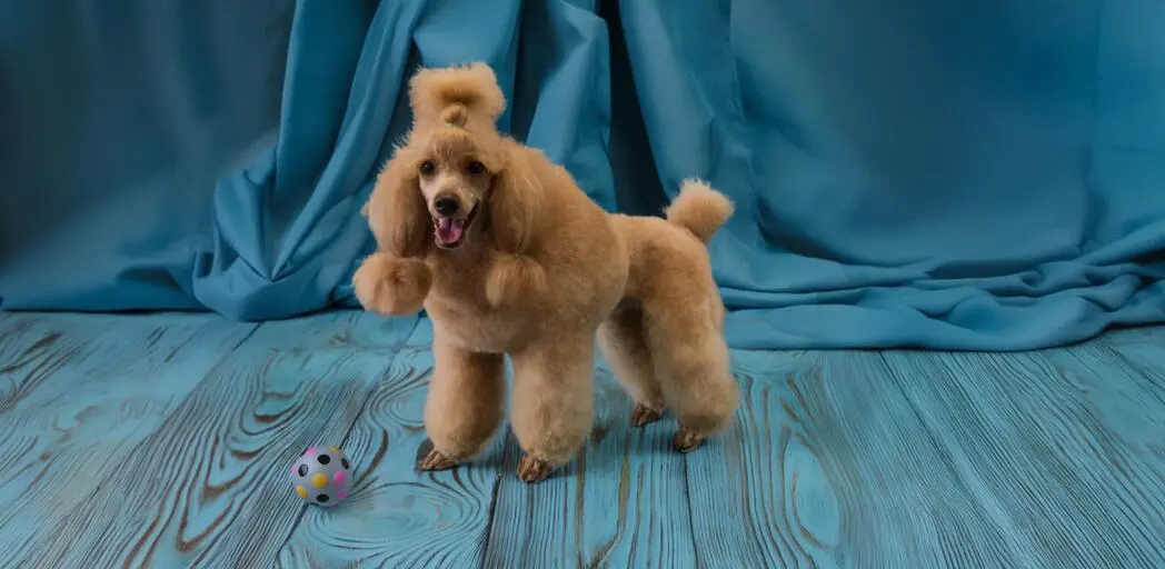 Miniature Poodle grooming photo in Szczecin