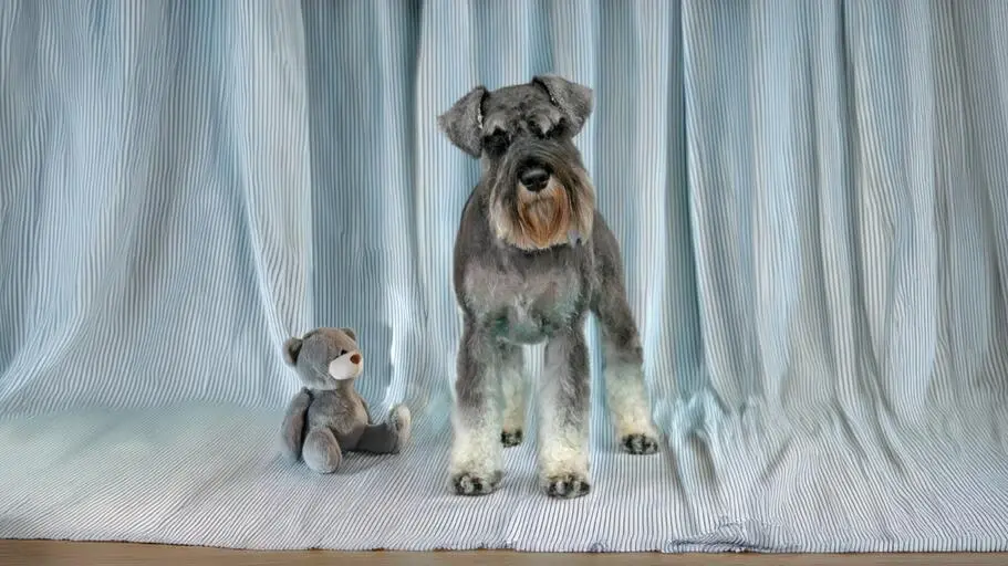 Miniature Schnauzer grooming photo in Szczecin