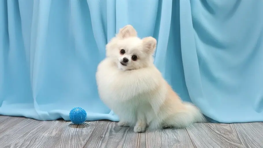 Pomeranian (Miniature Spitz) grooming photo in Szczecin