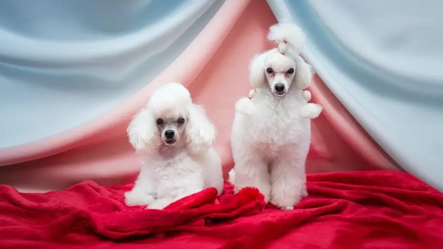 Toy Poodle grooming photo in Szczecin