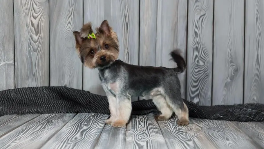 Yorkshire Terrier grooming photo in Szczecin