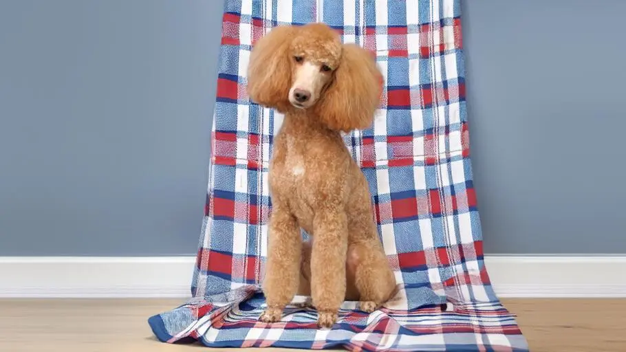 Small Poodle grooming photo in Szczecin